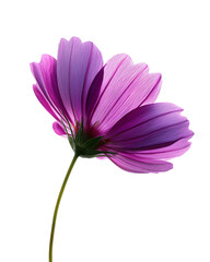 A single purple flower with a green stem