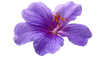 A purple flower with a brown center