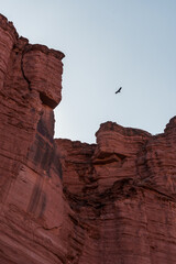 Bird soaring above tall red rock cliff in desert canyon