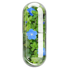 Vishnu Kranthi (Cleome Gynandra) Herbal Extract in Transparent Glass Capsule Isolated on White Background