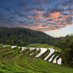 panoramic view to the green rice terraces of Bali Island while sunset, Selemadeg Timur, Tabanan, Indonesia