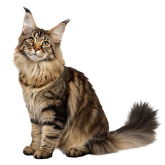 PNG Cat maine-coon mammal animal pet.