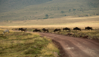 Wildebeest herd crossing a dirt road while a zebra grazes nearby in the open plains of Ngorongoro...