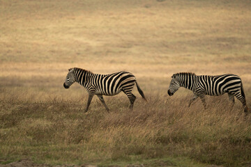 Two zebras walking side by side through tall grass on the savannah in Ngorongoro Crater, Tanzania.
