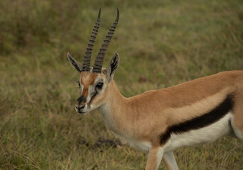 Close-up of a Thomson's gazelle with long horns standing alert in the grasslands of Ngorongoro Crater, Tanzania.