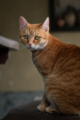 Portrait of an orange cat