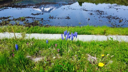 水路沿いに咲くムスカリ