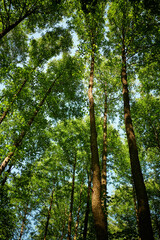 Trees in Bialowieza Forest in Poland