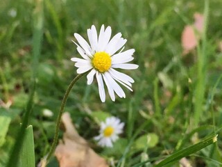 Fototapeta premium White Daisy Flower Photography Print – Minimalist Nature Wall Art, Botanical Decor, Floral Photography