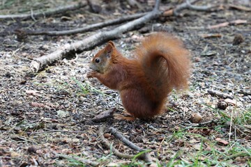 Nice small squirel looking for food
