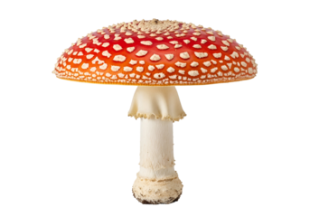 A detailed close-up view of a vibrant red and white fly agaric mushroom against a pure black background.
