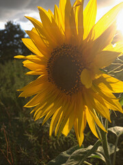 Bright Yellow Sunflower in Field with Sunlight Backlighting