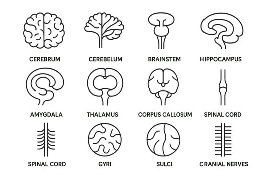 Neuroanatomy Icon Grid. Neuroanatomy. Line outline icon set of Neuroanatomy: cerebrum, cerebellum, brainstem,