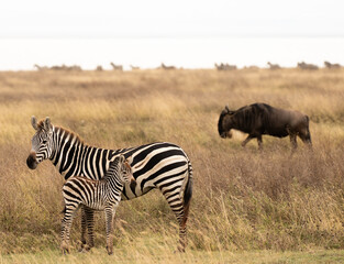 Mother zebra standing protectively with her foal on grassland with wildebeest in the background in Ngorongoro Crater, Tanzania.