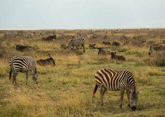 Large mixed herd of zebras and wildebeest grazing and resting together on open savannah in Ngorongoro Crater, Tanzania.