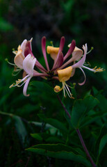 red and yellow flower