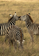 Group of zebras grazing and interacting with each other in tall grass on the savannah in Ngorongoro Crater, Tanzania.