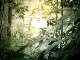 Golden morning light glowing through forest foliage creating calm tranquil ethereal atmosphere