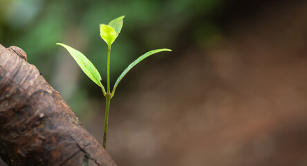New life sprout symbol of hope and renewal growing from old tree bark in tranquil forest