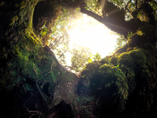 Meditation tranquility mossy hollow with sacred light through forest canopy