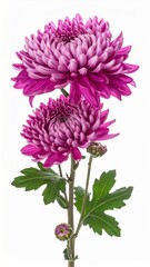 Two Purple Chrysanthemums with Green Leaves on Stem Isolated on White Background Studio Shot