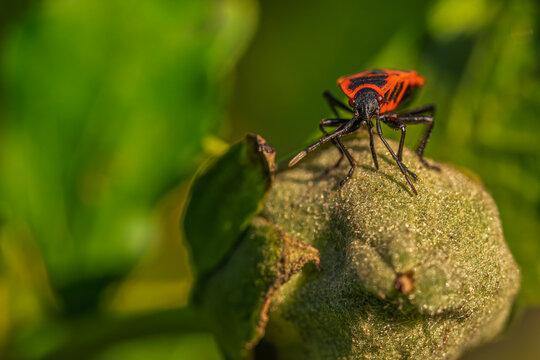 Pyrrhocoris apterus