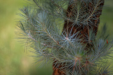 close up of a pine needles