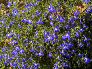 Vibrant blue lobelia flowers in bloom amidst green foliage