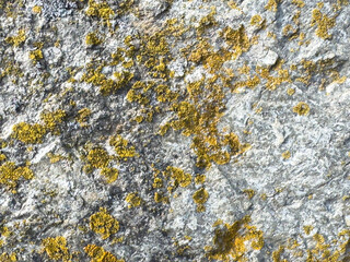 Lichen-covered rock surface with natural texture and yellow patterns