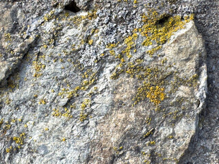 Rough granitic surface with yellow lichen growth in natural setting
