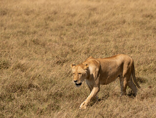 Close-up of a lioness walking through tall dry grass in Ngorongoro Crater, Tanzania.