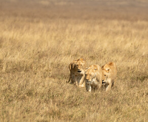 Lion pride walking closely together through tall golden grass in Ngorongoro Crater, Tanzania.