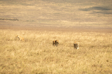 Two lionesses walking through dry golden grassland in Ngorongoro Crater, Tanzania.