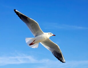 Seagull soaring in a vibrant blue sky