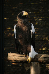 Majestic Steller sea eagle perched on a wooden branch in Belgrade Zoo, showing its powerful yellow beak and dark plumage.