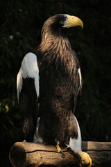 Majestic Steller sea eagle perched on a wooden branch in Belgrade Zoo, showing its powerful yellow beak and dark plumage.