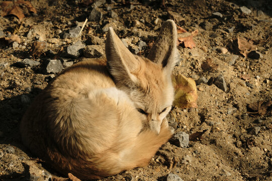 Small fennec fox curled up on sandy ground, resting with its large ears alert in Belgrade Zoo.