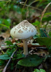 A juvenile parasol mushroom (Macrolepiota sp.) with a closed, scaly cap growing on the forest ground, photographed in the Bükk Mountains, Hungary.