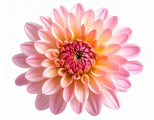 Obraz premium Isolated Close Up of a Pink and White Dahlia on a White Background