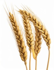 Golden Wheat Stalks Isolated on White Background in Studio Lighting