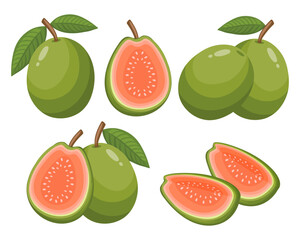 Fresh guava fruits collection, whole, halved and sliced. Healthy fruit illustration.