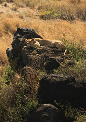 Lioness resting on dark volcanic rocks surrounded by golden grass in Ngorongoro Crater, Tanzania.