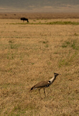 Kori bustard walking across dry savannah with wildebeest in the distance in Ngorongoro Crater, Tanzania.