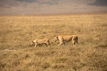 Two lionesses walking together through tall grass on the savannah in Ngorongoro Crater, Tanzania.