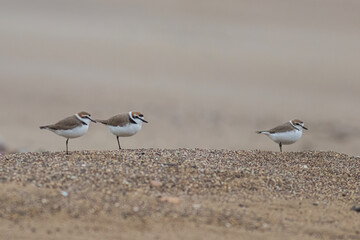 Kentish Plover walking on sand