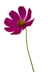 Pink chamomile on a white isolated background