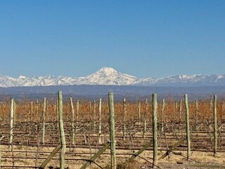 Obraz premium Viñedo de altura al borde de la pre cordillera de Los Andes en Mendoza, Argentina.