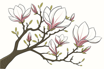 Obraz premium Beautiful magnolia tree blossoms vector art elegant white and pink floral illustration scalable graphics