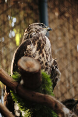 A brown hawk perched on a branch inside an aviary, its sharp eyes focused.