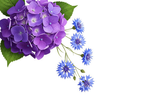 A cluster of vibrant purple hydrangeas with delicate blue cornflowers isolated on transparent background